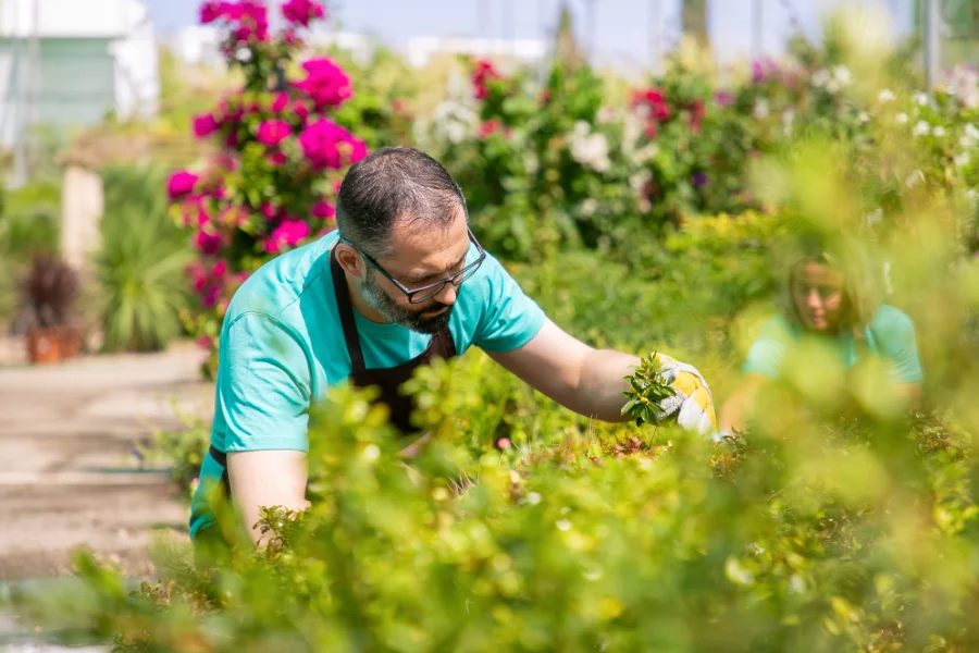 Plantation d'arbustes fleuris