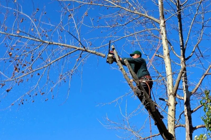 Élagage d'un arbre en hauteur